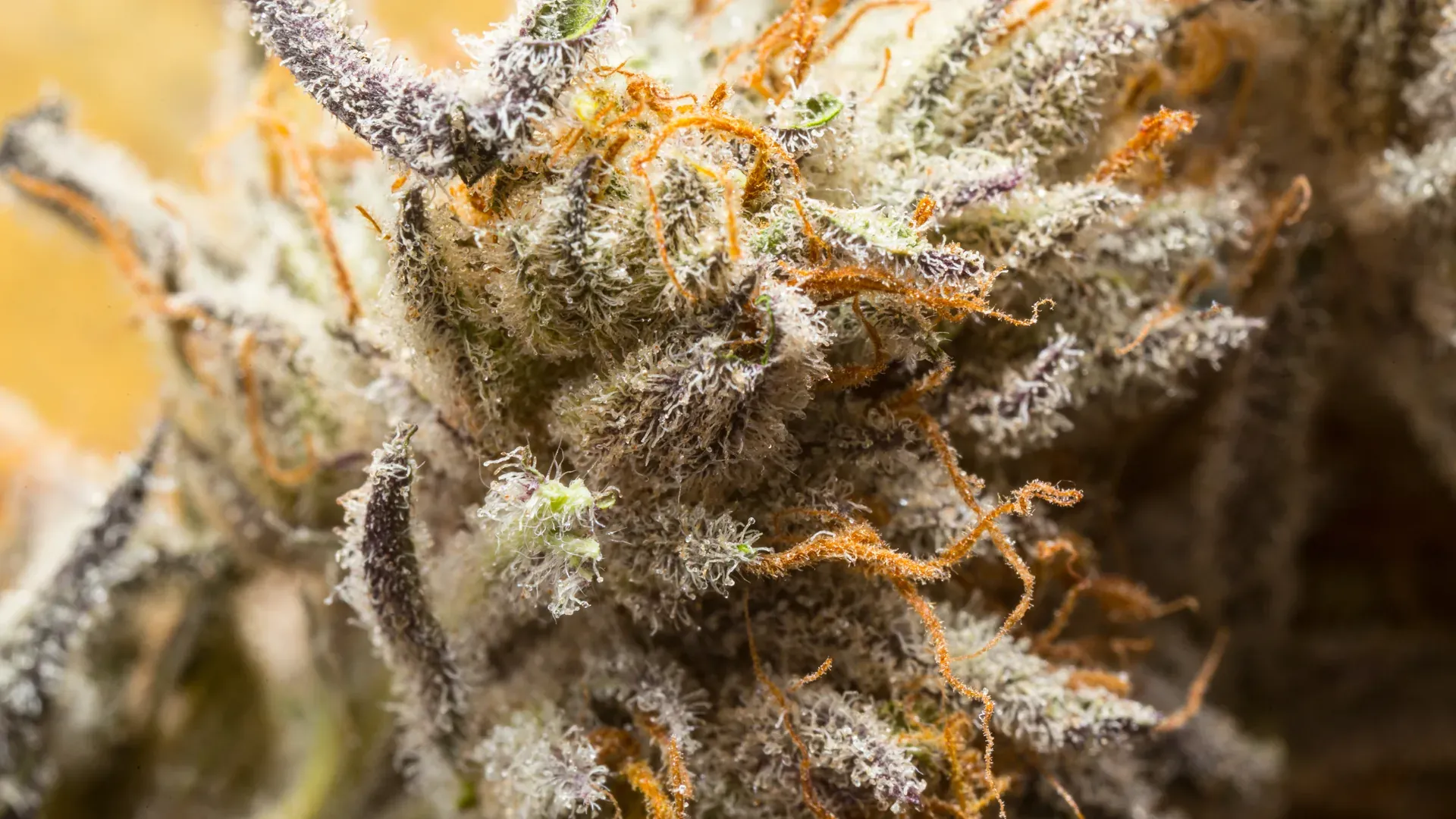 Cannabis macro bud orange pistils banner