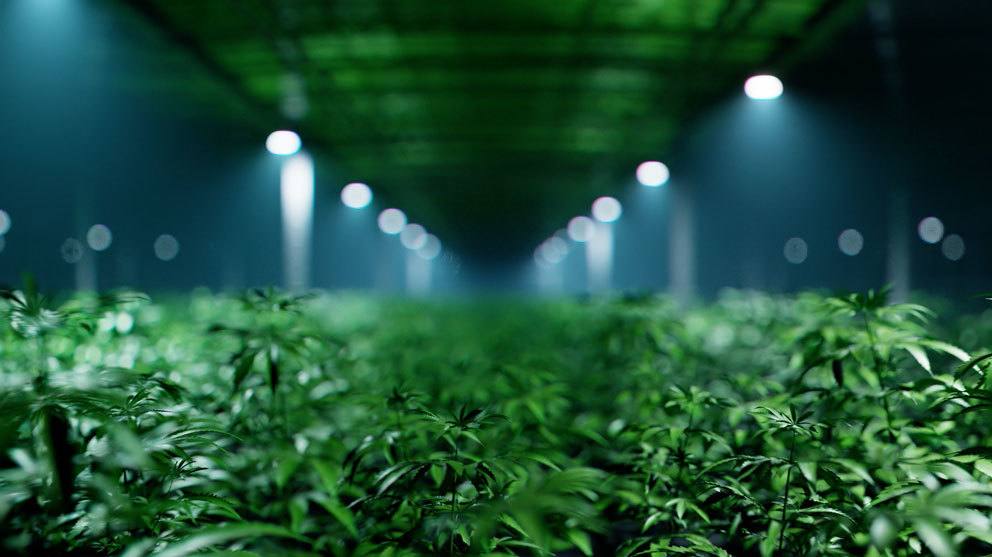 Growzoom