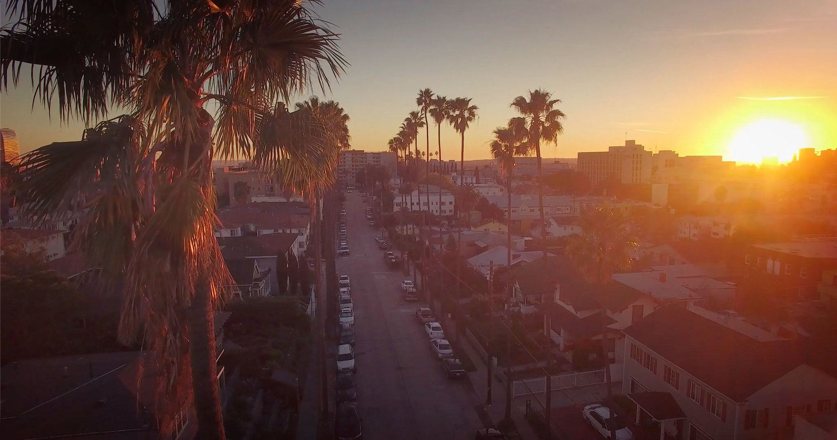Palm Trees