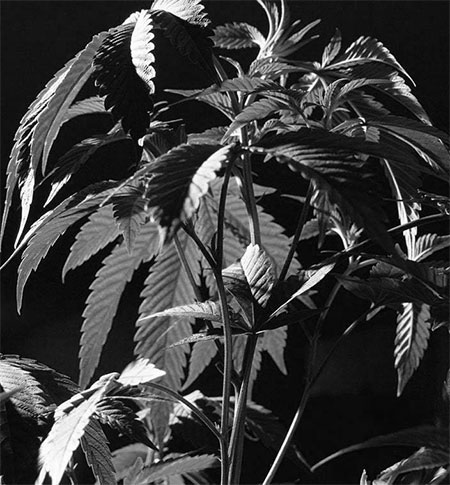 Plant Mobile